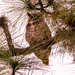 Great Horned Owl!