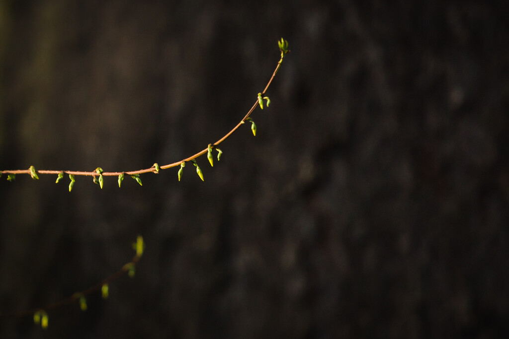 Budding by tina_mac