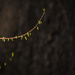 Budding