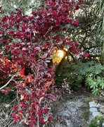 17th Mar 2025 - Garden nook with bright red Lorapetalem