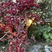 Garden nook with bright red Lorapetalem