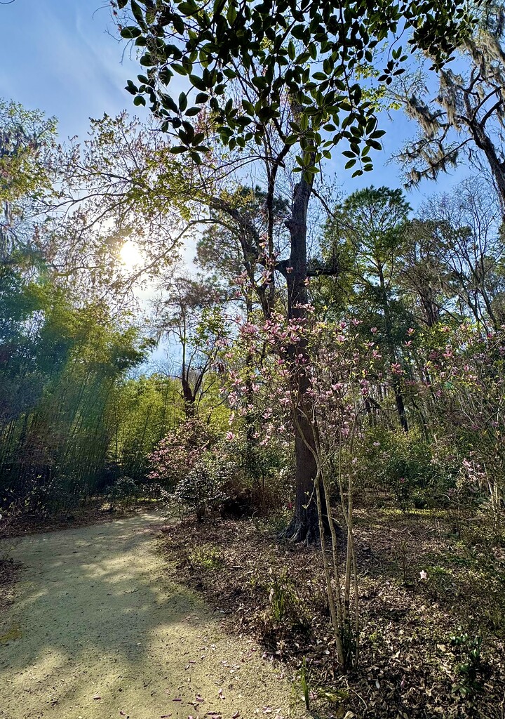 Sunlight and shadows by congaree