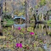 Magnolia Gardens 