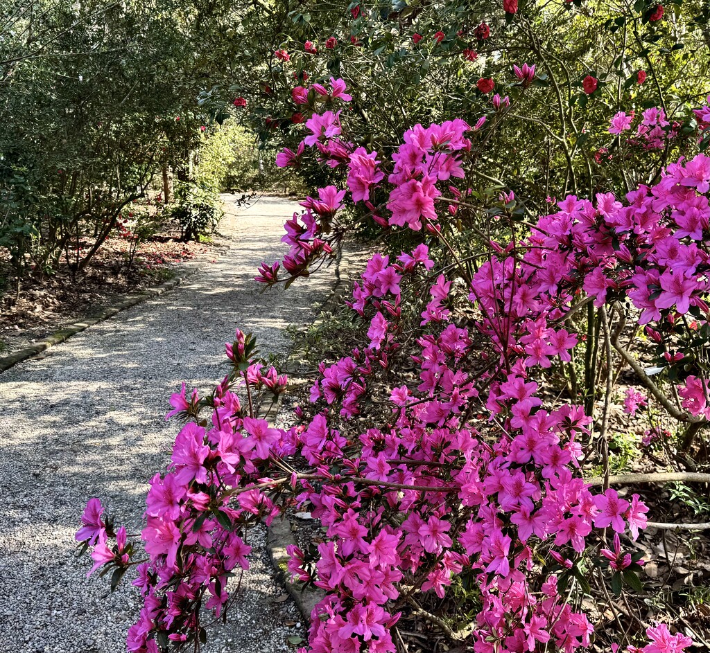 Magnolia Gardens  by congaree