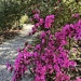 Magnolia Gardens 