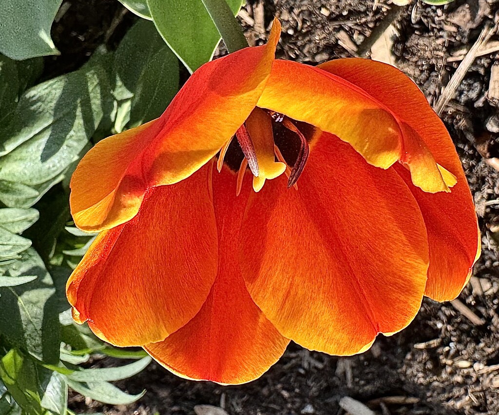 Tulip by congaree