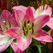 Lilies