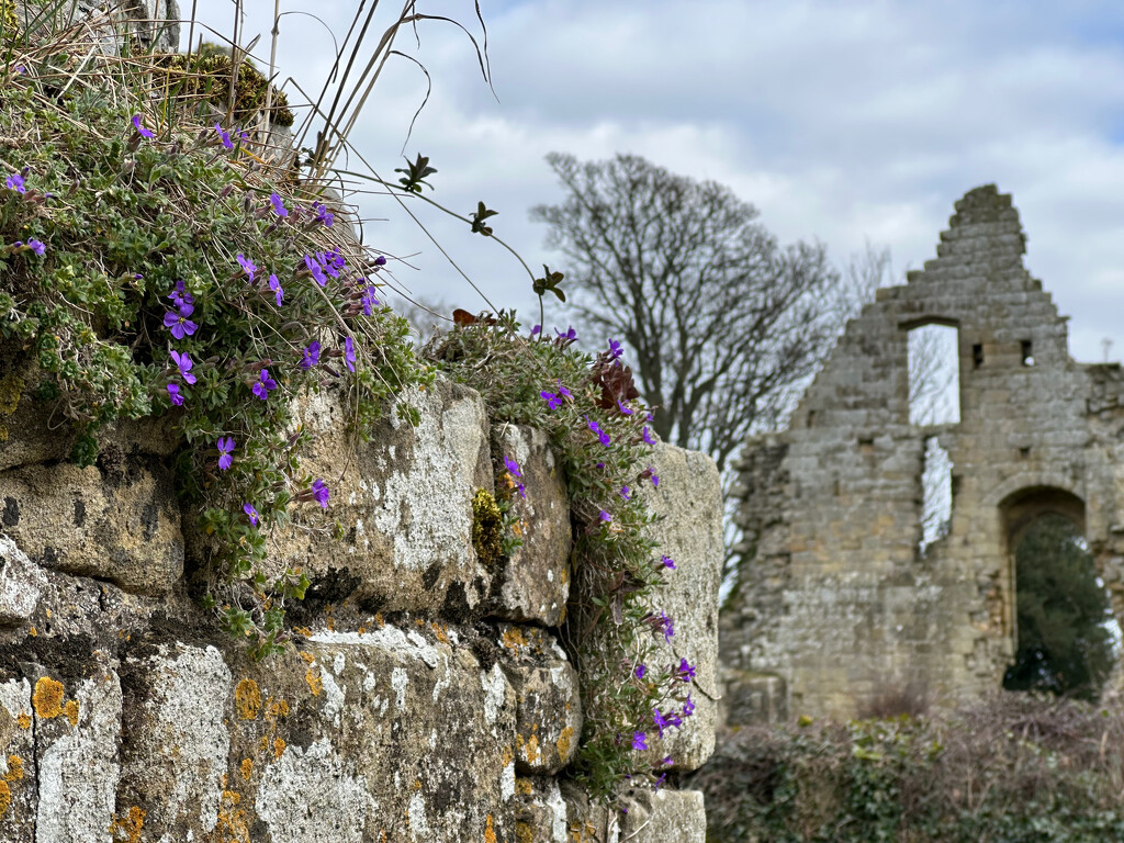 Jervaulx Abbey by 365projectmaxine