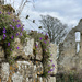 Jervaulx Abbey