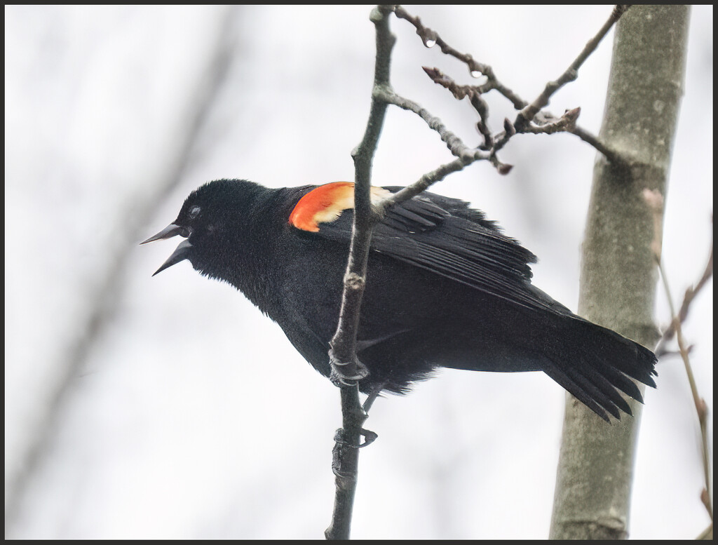 Singing in the Fog by mccarth1