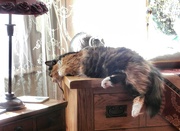 17th Mar 2025 - Lady Luna........