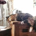 Lady Luna........