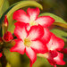 Desert Rose P9104325
