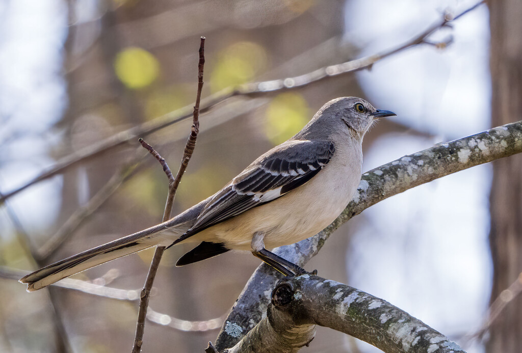 Northern Mockingbird by kvphoto