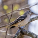 Northern Mockingbird