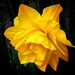 Just a Daffodil 