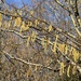 Hazel Catkins