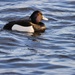 Tufted duck