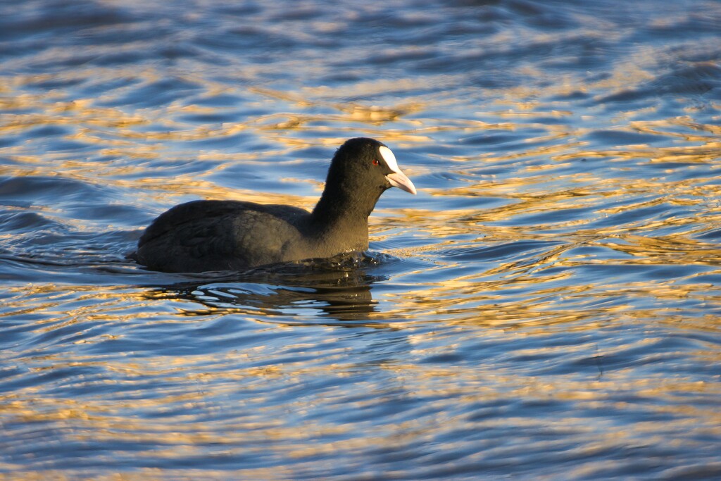Eurasian coot by okvalle
