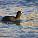 Eurasian coot