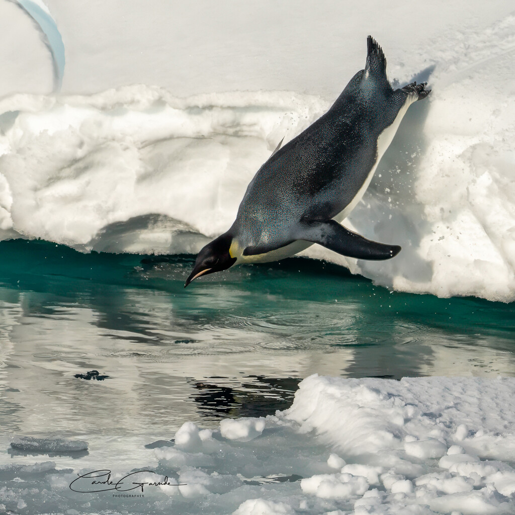 Emperor Penguin by yorkshirekiwi