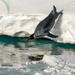 Emperor Penguin