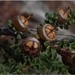 macro/micro wander #1