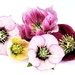 Hellebores