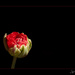 Emerging Elegance