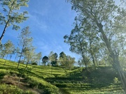 13th Mar 2025 - Leaving the tea plantations. 