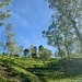 Leaving the tea plantations. 