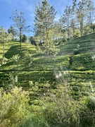 13th Mar 2025 - Tea plantations. 
