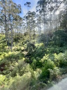 13th Mar 2025 - Forest. 
