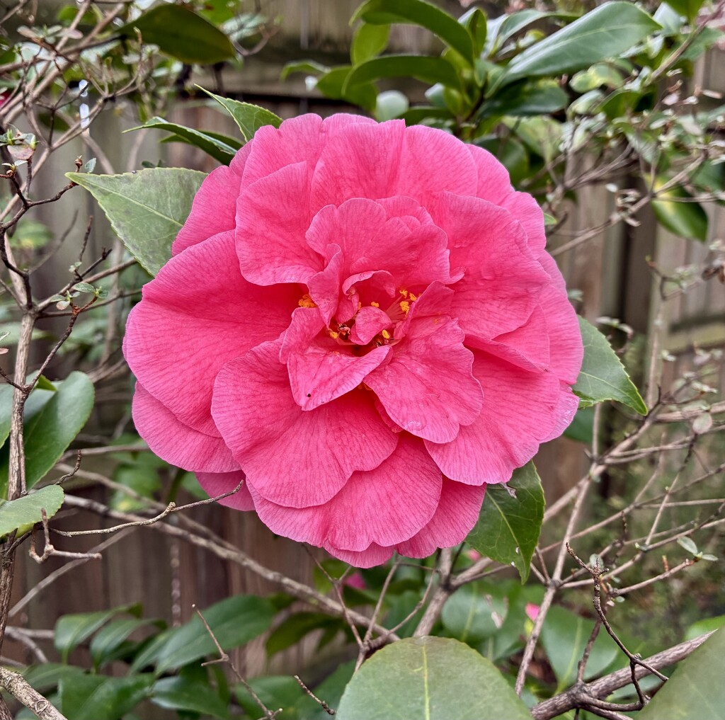 Pink Perfection by allie912