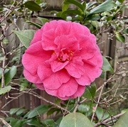 18th Mar 2025 - Pink Perfection