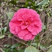 Pink Perfection