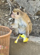 15th Mar 2025 - Monkey by the bin. 