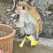 Monkey by the bin. 