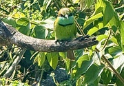 16th Mar 2025 - Green bird. 