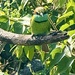 Green bird. 