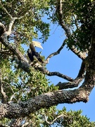 16th Mar 2025 - Toucan