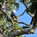 Toucan