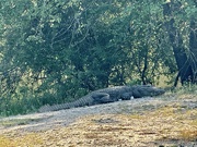 16th Mar 2025 - Crocodile. 