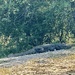 Crocodile. 