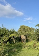 16th Mar 2025 - Elephant. 