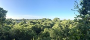 17th Mar 2025 - Canopy. 