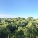 Canopy. 