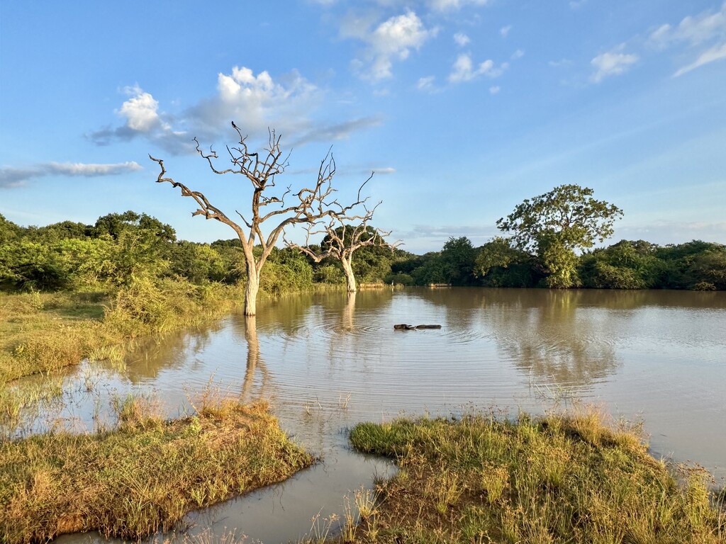 Safari in Yala.  by cocobella