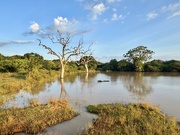 17th Mar 2025 - Safari in Yala. 