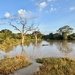 Safari in Yala. 